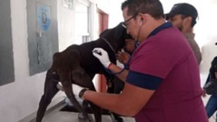 Roco es rescatado por la FGEO por severo maltaro animal