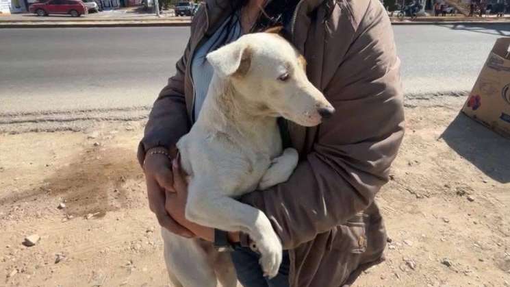 De la nota roja a la fidelidad de un perrito ante el suicidio 