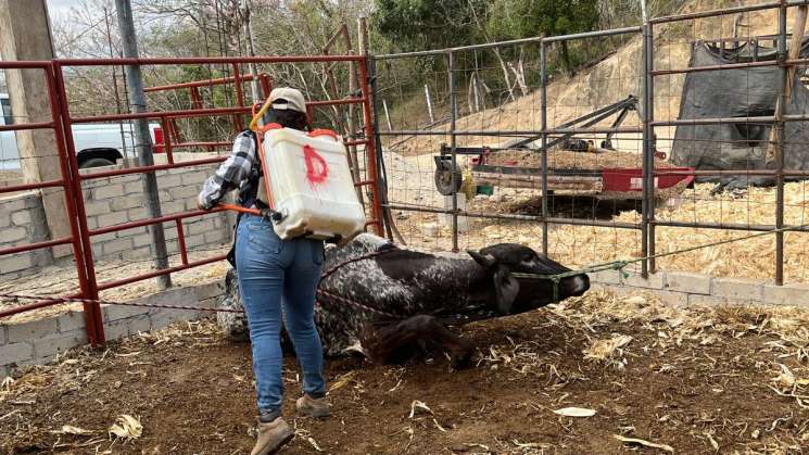 Intensifican acciones de combate al gusano barrenador en Oaxaca