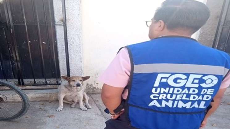 Otro rescate de la FGEO de un perrito por maltrato en Santa Lucía