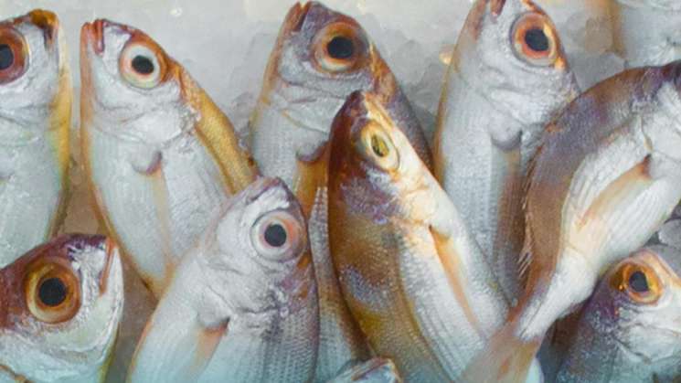 Inicia operativo sanitario en alimentos Cuaresma Limpia 2026