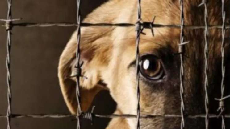 Congreso armoniza ley para castigar el maltrato animal en Oaxaca