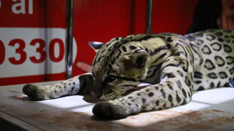 Acelote atropellado en el Istmo es atendido por fundación privada