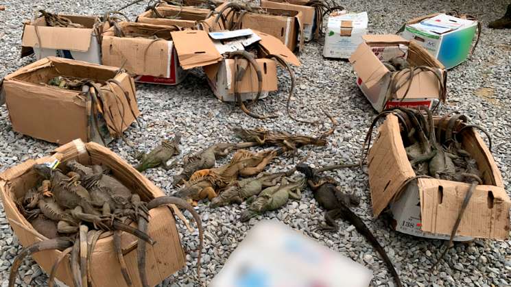  Dramático rescate de iguanas transportadas en cajas, mueren 31 