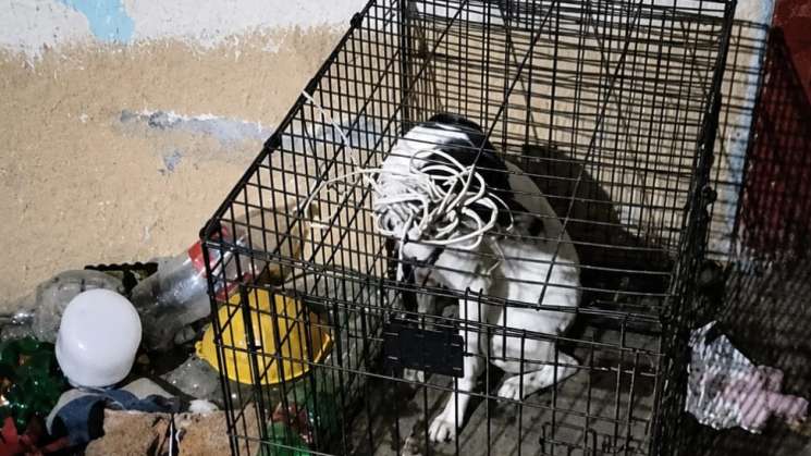 FGEO rescata a dos perritos por el delito de maltrato animal