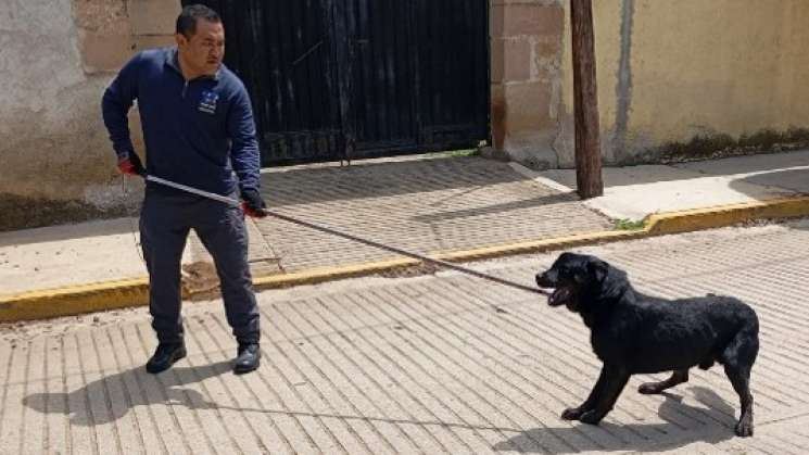 FGEO rescata perrito con heridas graves